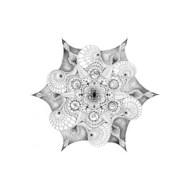 768x768 Michiyo Ihara - Seashell Pencil Drawing