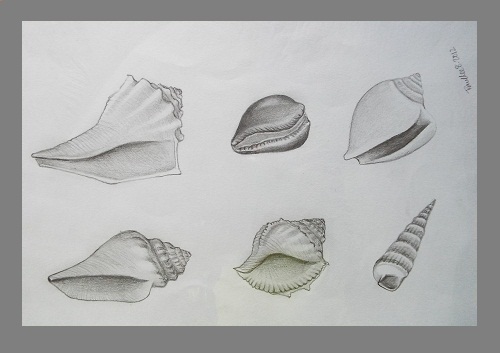 Seashell Pencil Drawing At Paintingvalley.com 