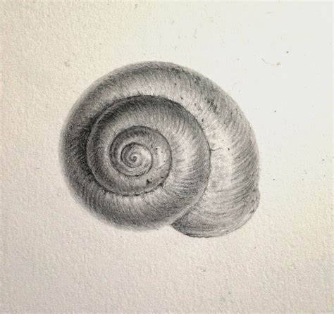 474x446 Pencil Drawings Of Seashells Gtgt - Seashell Pencil Drawing