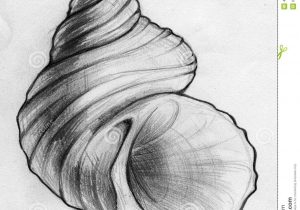 300x210 pencil sketch of seashell sea shell pencil drawing stock - Seashell Pencil Drawing