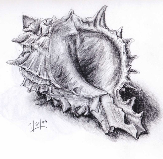 650x637 pictures of seashell pencil drawing - Seashell Pencil Drawing