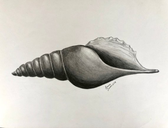 570x434 seashell oryginal pencil drawing nautical art etsy - Seashell Pencil Drawing