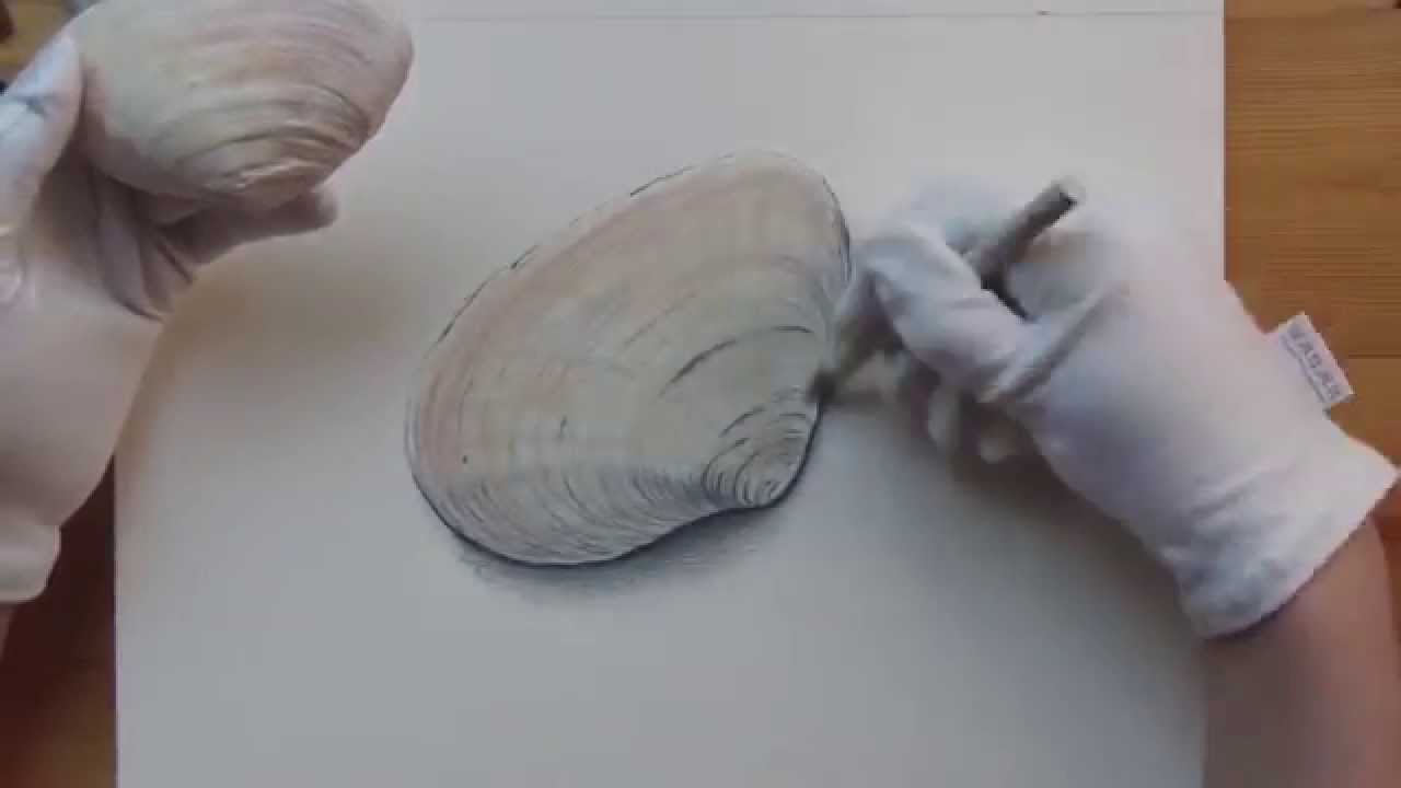 1280x720 speed drawing seashell prismacolor and polychromos colored - Seashell Pencil Drawing