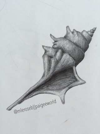 320x427 this is a shell i drew a few months ago for art class d - Seashell Pencil Drawing