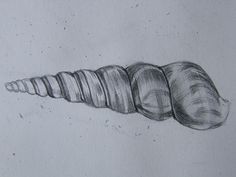 236x177 best seashell drawings images paintings, sea shells, shell - Seashell Pencil Drawing
