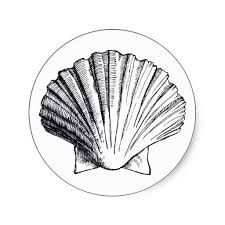 225x225 Best Photos Of Sea Shell Drawing - Seashell Pencil Drawing
