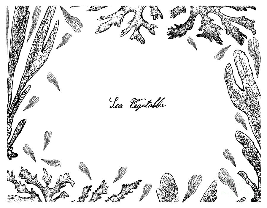 900x700 Hand Drawn Frame Of Dulse And Dillisk Seaweed Drawing - Seaweed Drawing