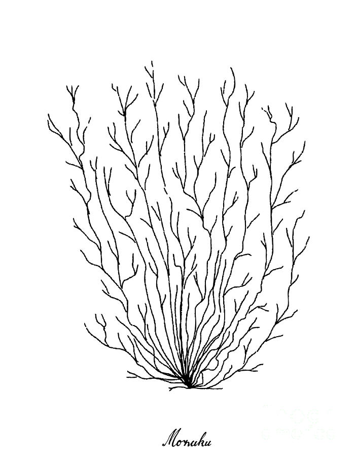 700x900 Hand Drawn Of Mozuku Seaweed On White Background Drawing - Seaweed Drawing