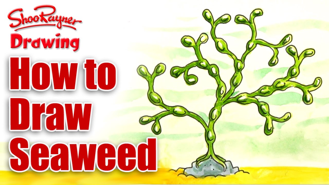 1280x720 How To Draw Seaweed - Seaweed Drawing