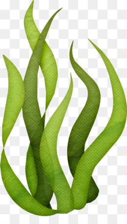 260x460 Seaweed Drawing Png And Seaweed Drawing Transparent Clipart Free - Seaweed Drawing