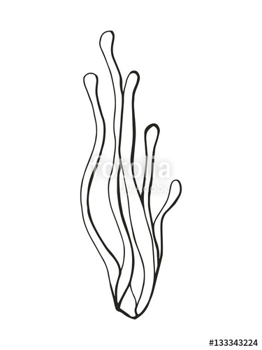375x500 Seaweed Drawing Stock Image And Royalty Free Vector - Seaweed Drawing