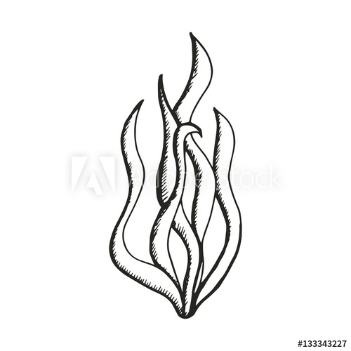 500x500 Seaweed Drawing Vector - Seaweed Drawing