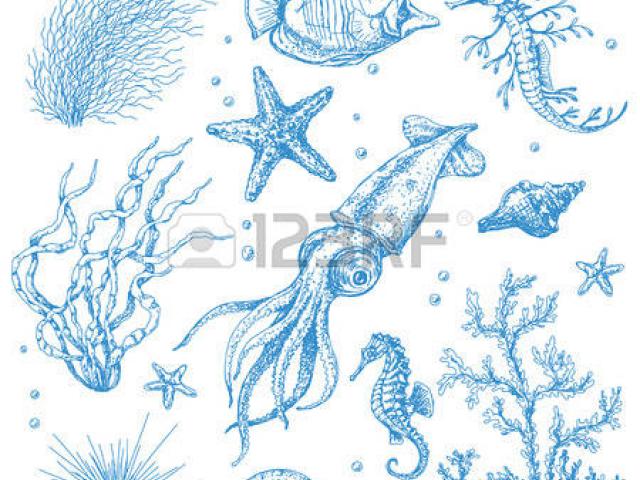 640x480 drawn seaweed underwater plant - Seaweed Underwater Drawing