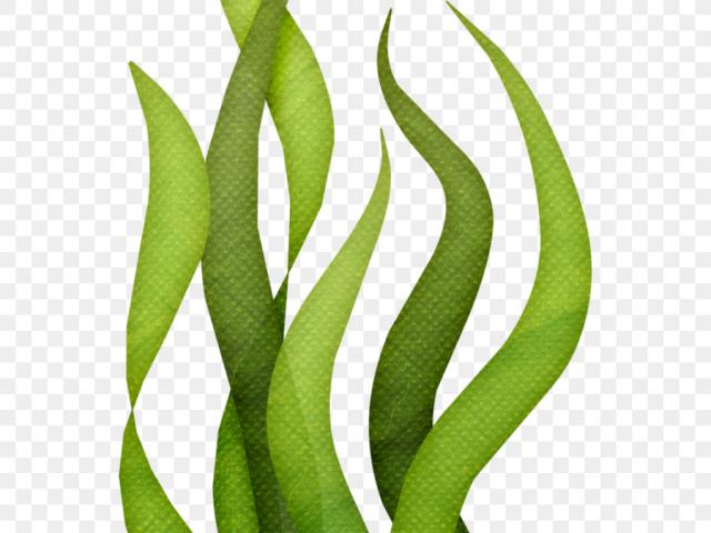 640x480 drawn seaweed underwater plant - Seaweed Underwater Drawing