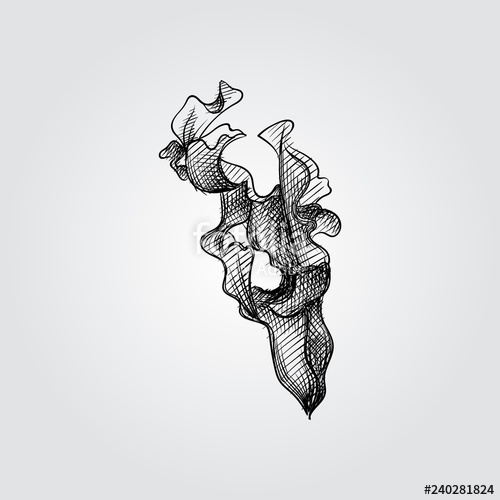 500x500 Hand Drawn Seaweed Sketch Symbol Isolated On White Background - Seaweed Underwater Drawing