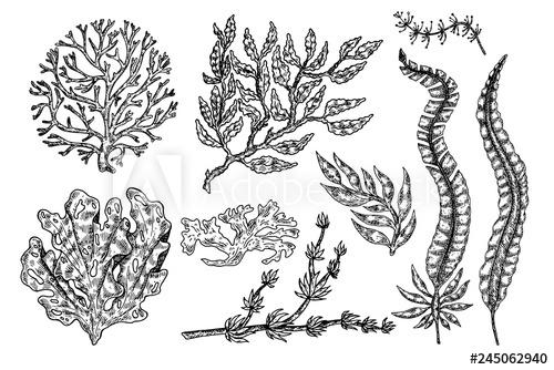 500x334 hand drawn seaweed underwater flora, sea water seaweeds aquarium - Seaweed Underwater Drawing