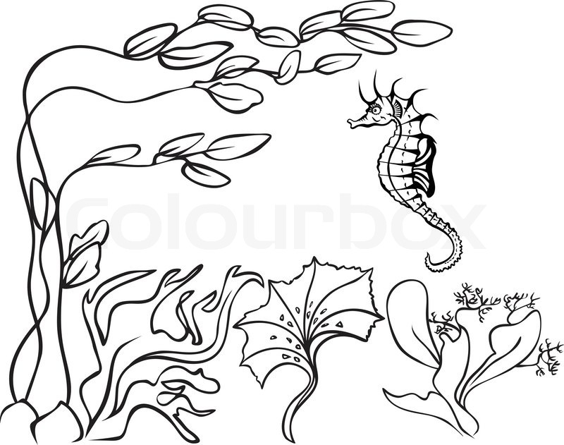 800x631 sketch, underwater, seaweed and sea stock vector colourbox - Seaweed Underwater Drawing