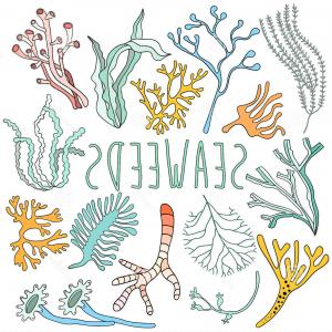 300x300 stock illustration hand drawn seaweed set collection underwater - Seaweed Underwater Drawing