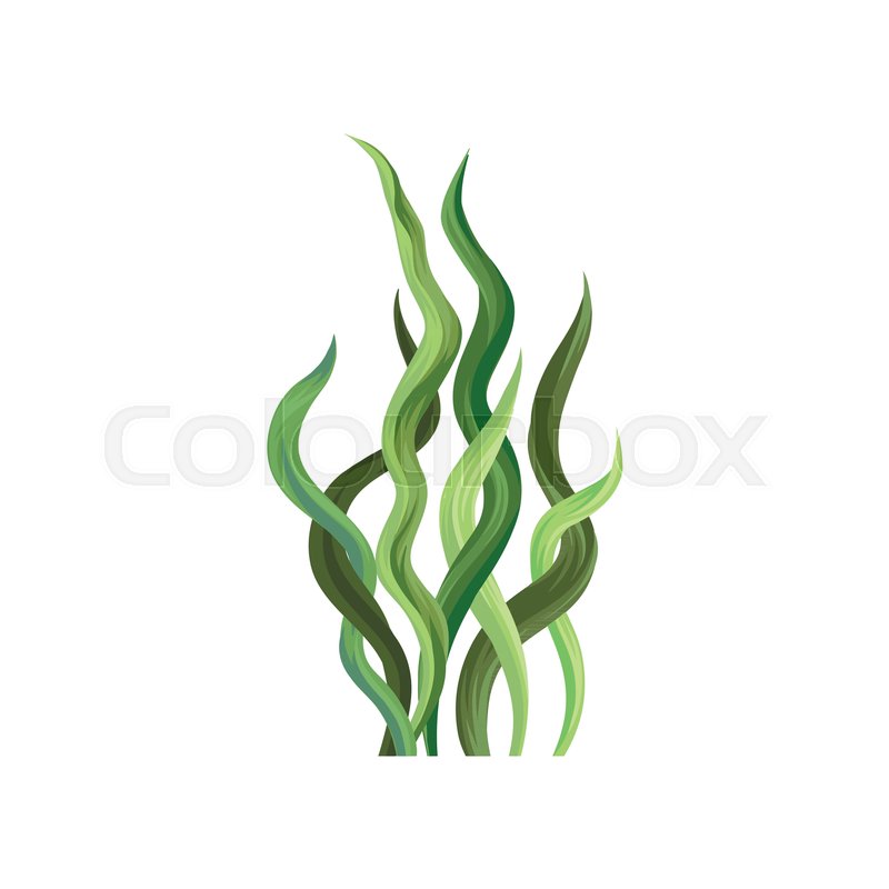 800x800 underwater seaweed, aquatic marine stock vector colourbox - Seaweed Underwater Drawing