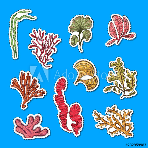 500x500 Vector Hand Drawn Seaweed Elements Sticker Set Illustration - Seaweed Underwater Drawing