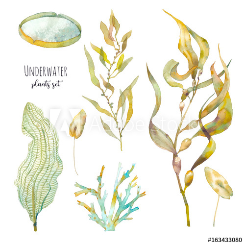 500x500 watercolor underwater plants set hand drawn pond flora - Seaweed Underwater Drawing