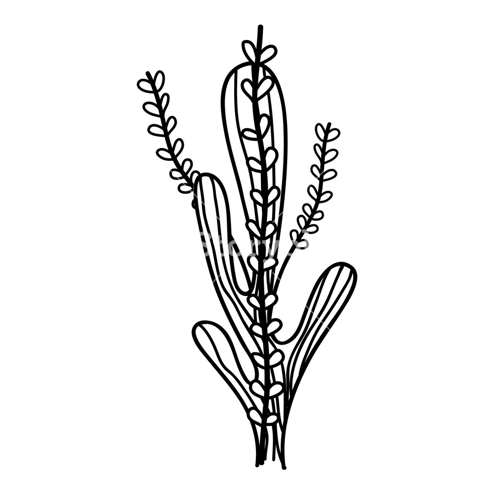 1000x1000 seaweed underwater nature icon vector illustration design royalty - Seaweed Underwater Drawing