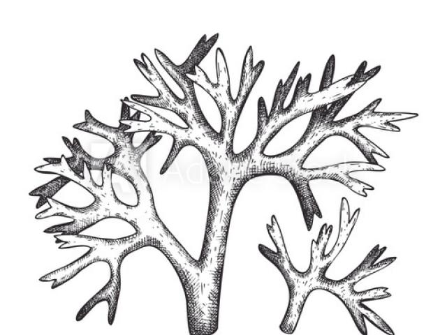 640x480 drawn seaweed underwater - Seaweed Underwater Drawing