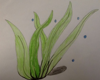 338x269 drawn seaweed underwater plant - Seaweed Underwater Drawing