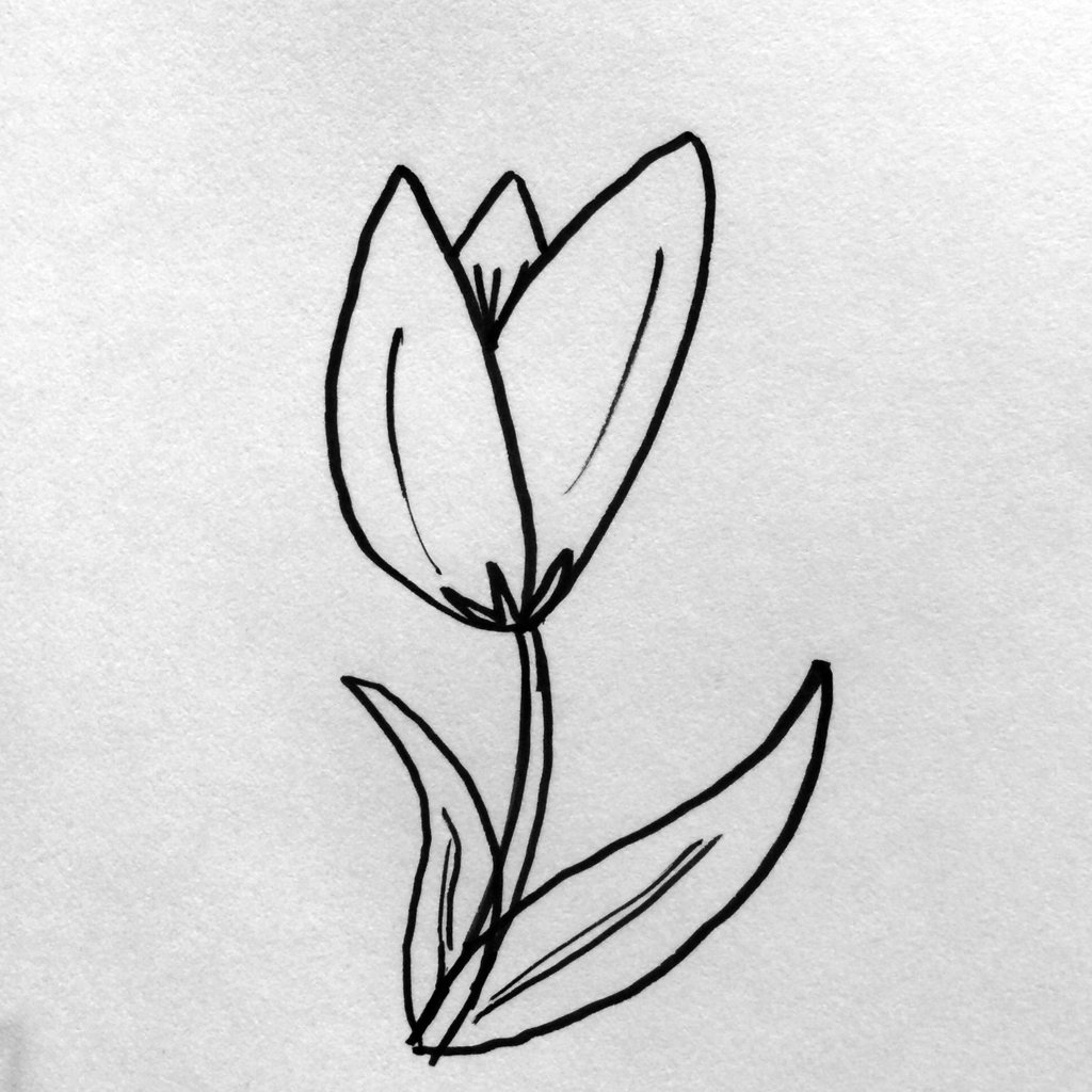 1024x1024 Simple Steps For Drawing Flowers - Second Drawing
