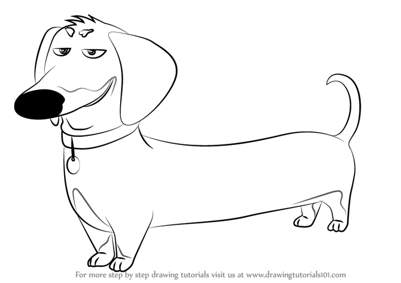 800x566 learn how to draw buddy from the secret life of pets - Secret Drawing