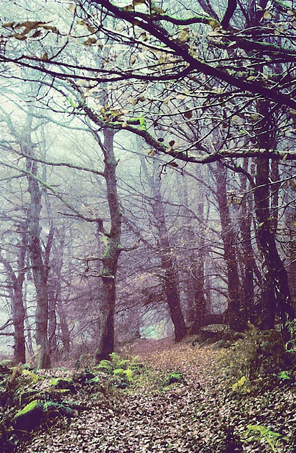 589x900 secret garden drawing - Secret Garden Drawing