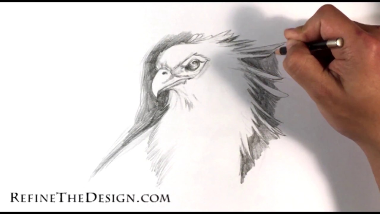 1280x720 How To Draw A Secretary Bird - Secretary Drawing