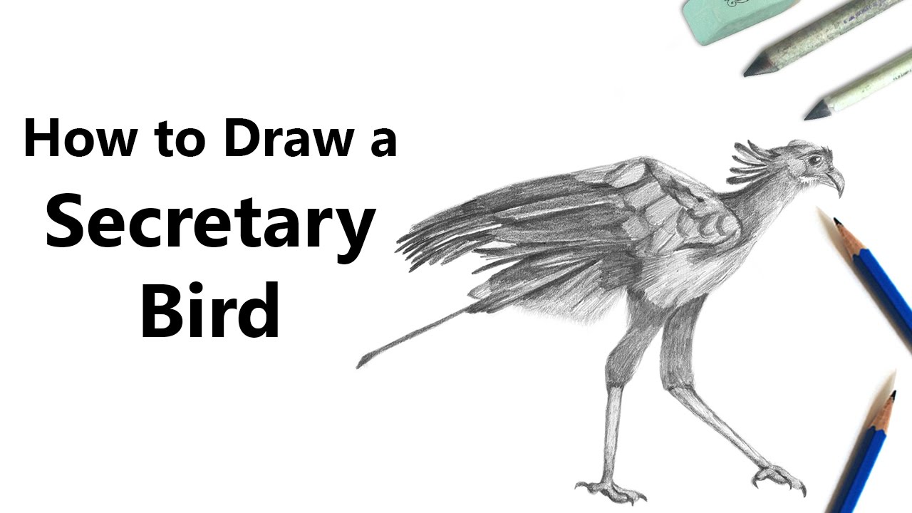 1280x720 How To Draw A Secretary Bird With Pencils - Secretary Drawing