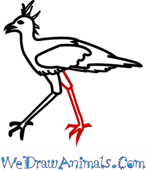 300x350 How To Draw A Secretary Bird - Secretary Drawing