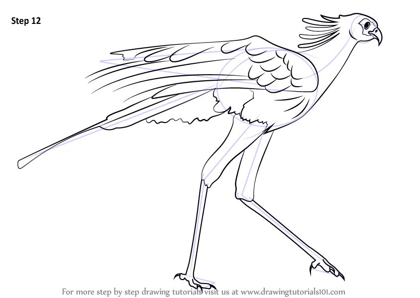 844x598 Learn How To Draw A Secretary Bird - Secretary Drawing