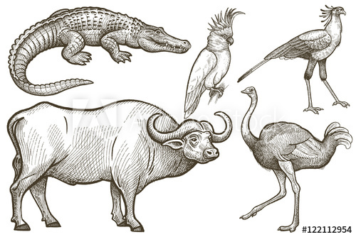 500x334 African Animals Set Buffalo, Crocodile, Ostrich, Secretary Bird - Secretary Drawing