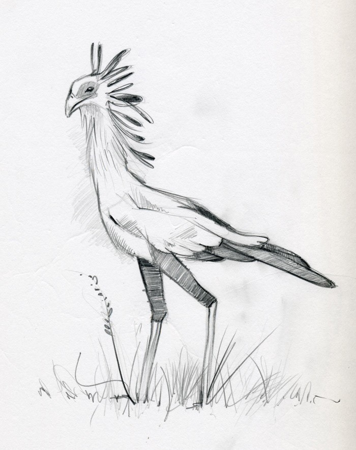 700x884 Secretary Bird Dieter Braun - Secretary Drawing