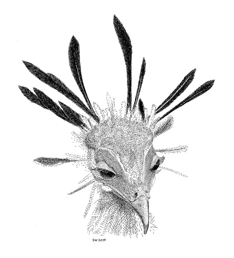 816x900 Secretary Bird Drawing - Secretary Drawing