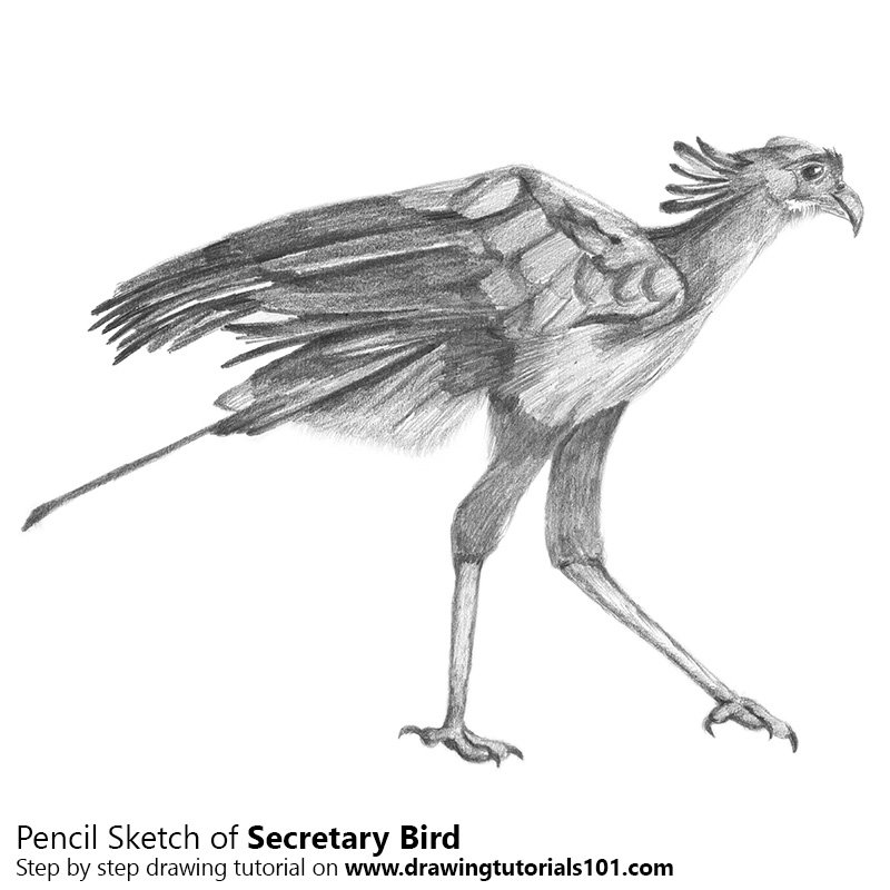 800x800 Secretary Bird Pencil Drawing - Secretary Drawing