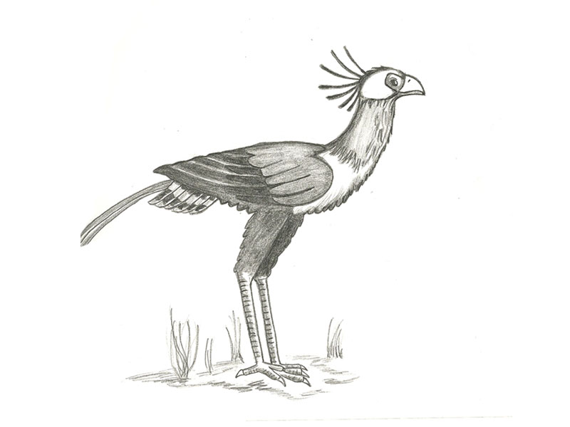 800x600 Sketch Secretary Bird - Secretary Drawing