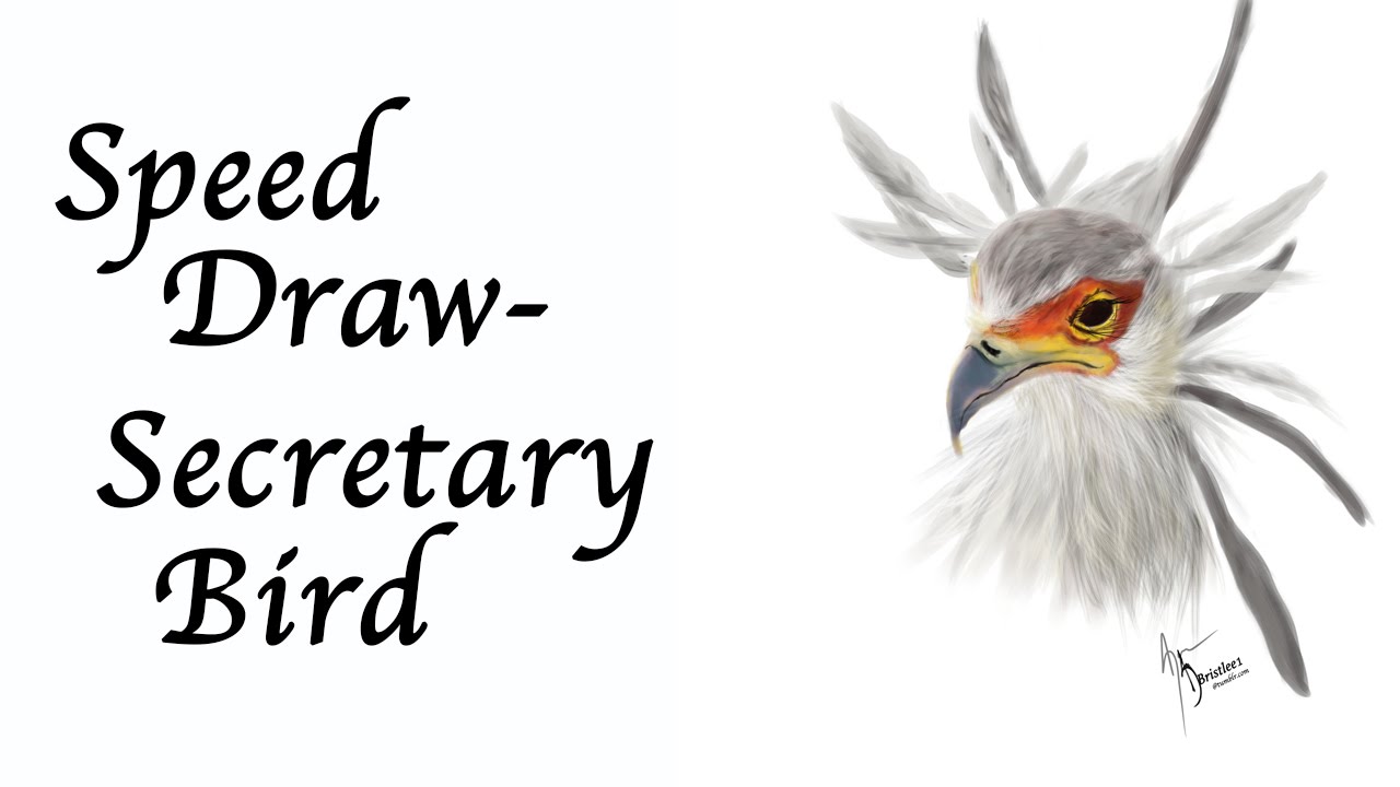 1280x720 Speed Draw Secretary Bird - Secretary Drawing