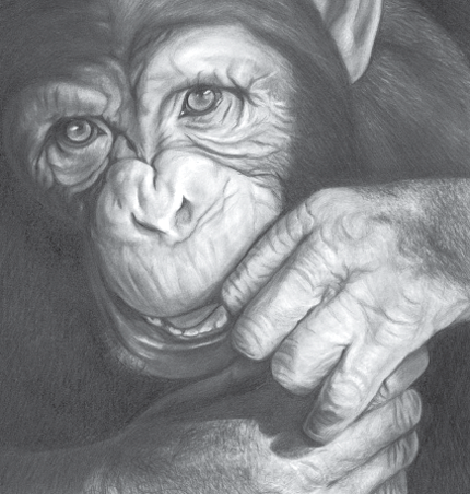 430x452 Segment Drawing - Segment Drawing