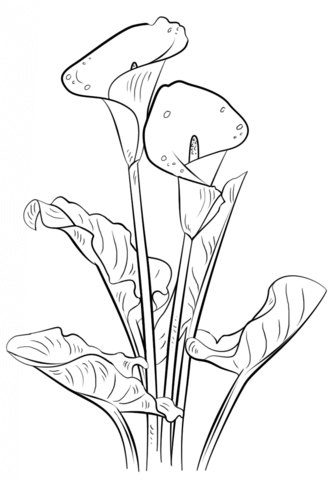 333x480 calla lily coloring - Select Drawing
