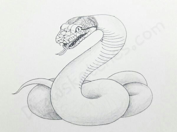 600x450 serpent drawing beautiful image drawing skill - Serpent Drawing