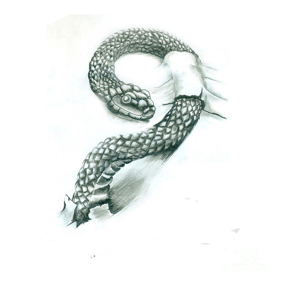 900x900 serpent drawing realistic drawing skill - Serpent Drawing