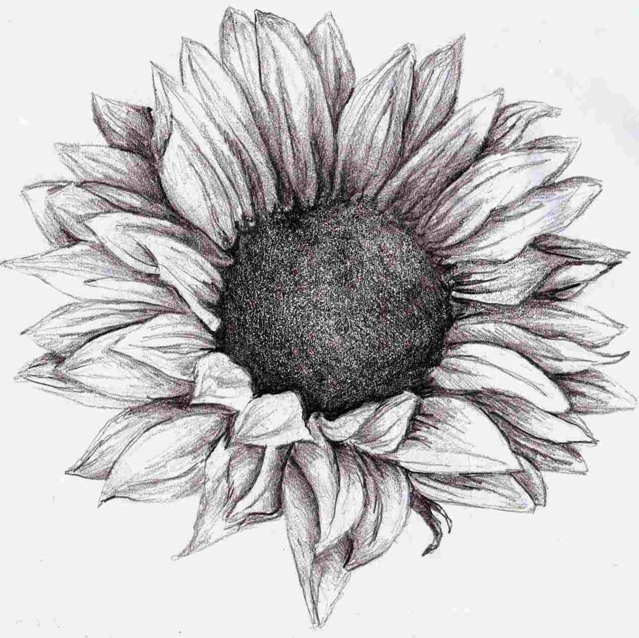 Shaded Flower Drawing at Explore collection of