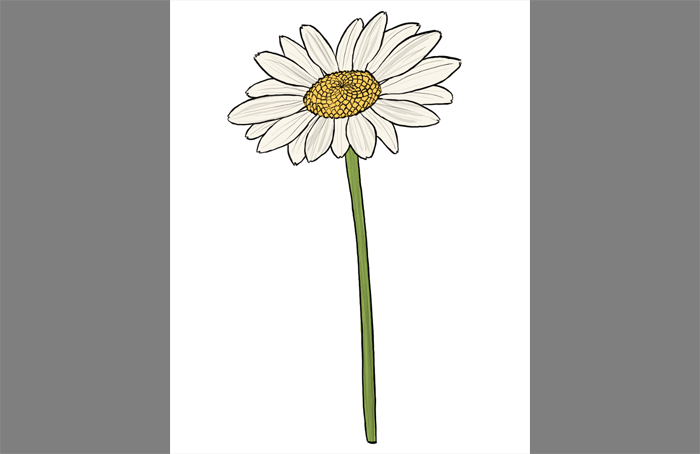 700x454 How To Draw Flowers The Innocent And Cheerful Daisy - Shaded Flower Drawing