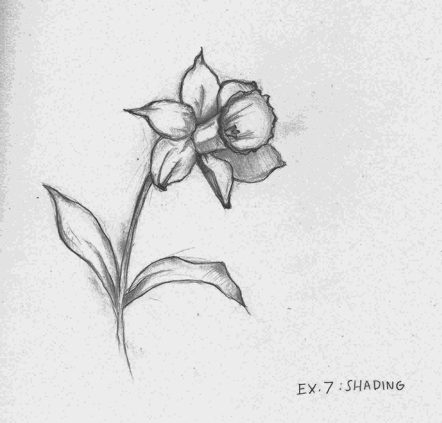 900x862 amaryllis drawing shaded for free download - Shaded Flower Drawing