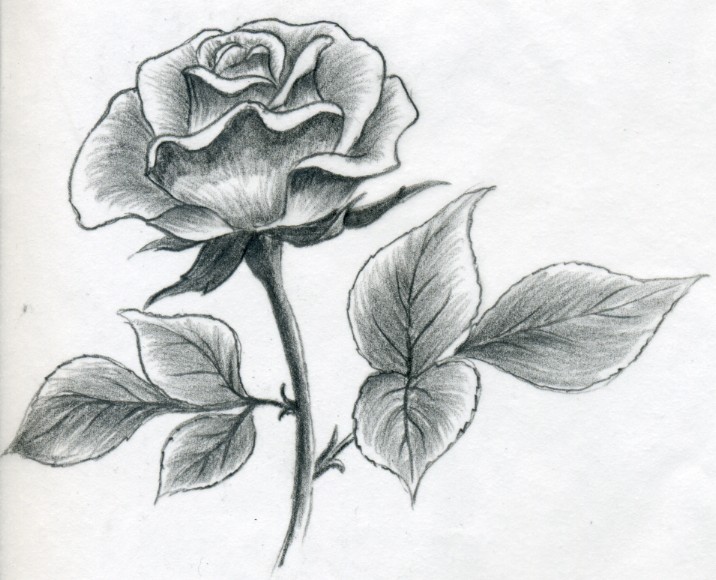 716x580 draw a rose quickly, simply and easily - Shaded Flower Drawing