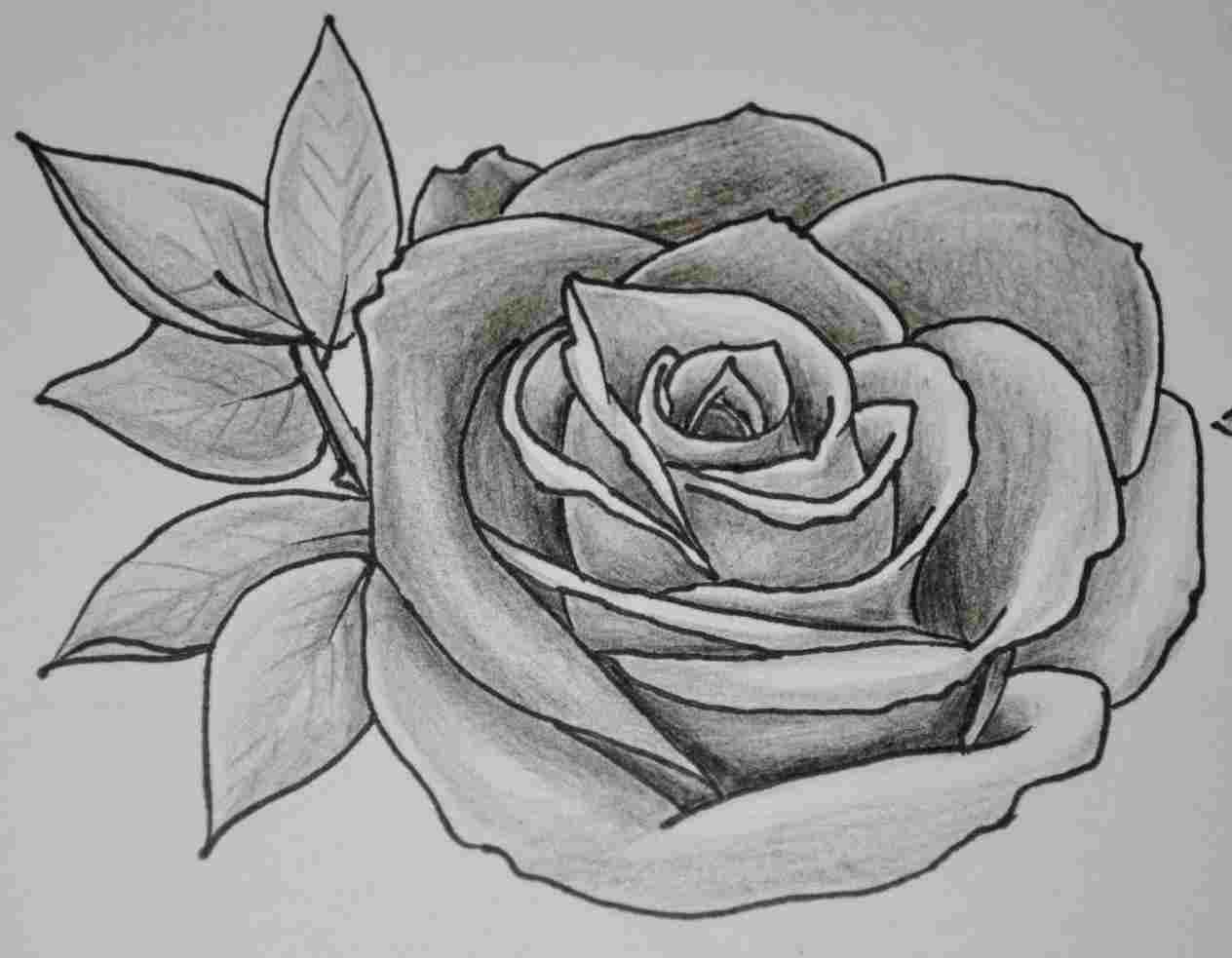 Shaded Rose Drawing at PaintingValley.com | Explore collection of ...